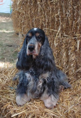 Étalon Cocker Spaniel Anglais - Imagine evermore De La Lembaz