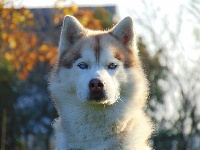 Étalon Siberian Husky - Inouk (Sans Affixe)