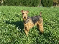 Étalon Airedale Terrier - Obade Des Loges De Perruet