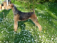 Étalon Airedale Terrier - Queen From Ospern