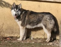 Étalon Alaskan Malamute - CH. Hice storm maya of white mountain (Sans Affixe)