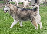 Étalon Alaskan Malamute - Poola Des marais de courmont