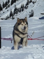 Étalon Alaskan Malamute - Hard snow of white mountain de laouen ki