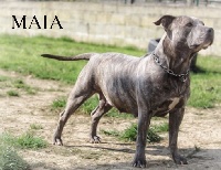 Étalon American Staffordshire Terrier - Maiia (Sans Affixe)