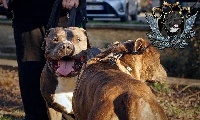 Étalon American Staffordshire Terrier - Joy-stick (Sans Affixe)