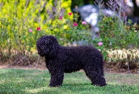 Étalon Barbet - CH. poppenspaler's Negrita nora