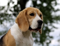 Étalon Beagle - On-off Des Chasseurs Du Temps