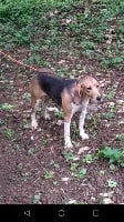 Étalon Beagle-Harrier - Ozzie De la riviere aux filles