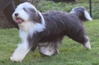 Étalon Bearded Collie - Bonny and clyde's Cosmopolitan dit pablo