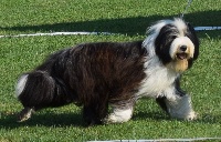 Étalon Bearded Collie - Nuage Du Domaine De Gotham