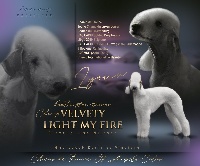 Étalon Bedlington Terrier - CH. Velvety Light me fire