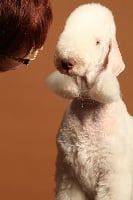Étalon Bedlington Terrier - Farah Soft Like a Lamb