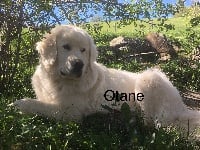 Otane By Champs'Or