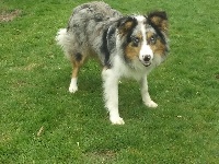 Étalon Border Collie - Saga (Sans Affixe)