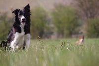 Étalon Border Collie - Oops in the name of love