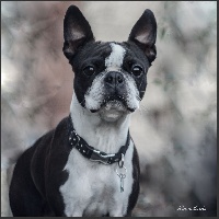 Étalon Boston Terrier - Mia (Sans Affixe)