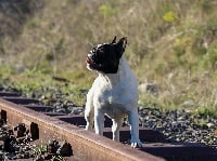 Étalon Bouledogue français - Poupoupidou ouh Bcbg Belle Carrure Belle Gueule