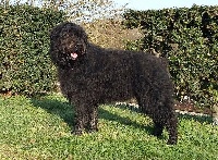 Étalon Bouvier des Flandres - Myorca De lage baston