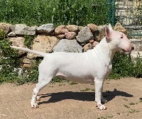 Étalon Bull Terrier - Reva of critical point