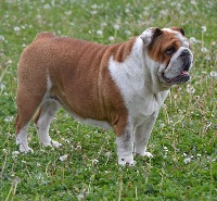 Étalon Bulldog Anglais - Ornella Precious Beauty's