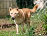 Étalon Canaan Dog - Malka De La Lune Aux Sagnes