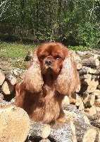 Étalon Cavalier King Charles Spaniel - CH. Jimmy des marais de Bremes