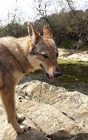 Étalon Chien-loup tchecoslovaque - Latycka De La Colline De L'Auryana