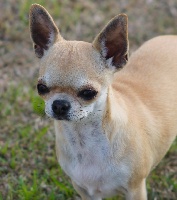Étalon Chihuahua - Louboutin du Domaine San Sébastian