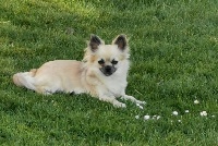 Étalon Chihuahua - Purdey amour des Brault' Cadors