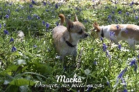 Étalon Chihuahua - Macha (Sans Affixe)
