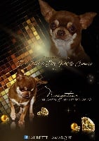 Étalon Chihuahua - Nougatine Du Castel Des Petits Coeurs
