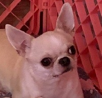 Étalon Chihuahua - Naughty nellie da Minha Quinta