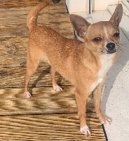 Étalon Chihuahua - Maya esquer