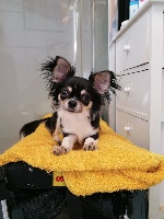 Étalon Chihuahua - A Love For Gramy-pl Dei Bordigotti