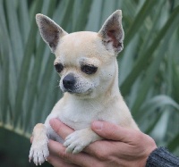 Étalon Chihuahua - Olympe du Domaine San Sébastian