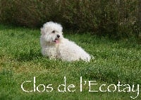 Étalon Coton de Tulear - Othello Des Eternels Charmeurs