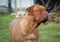 Étalon Dogue de Bordeaux - Nessie Du Domaine De Leouis