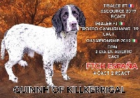 Étalon English Springer Spaniel - Quinnh of killkerrigal Killkerrygal