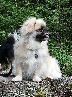 Étalon Epagneul tibetain - Poppy's mandala du Fond Touyen