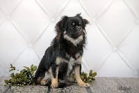 Étalon Epagneul tibetain - Roxane from corinty's home