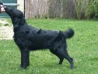 Étalon Flat Coated Retriever - O'Flanagan bouquet garni (import suède)