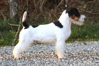 Étalon Jack Russell Terrier - CH. Picasso russtyle's du Vallon de l'Alba