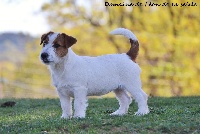 Étalon Jack Russell Terrier - Papaye du Domaine De Léon De La Seille