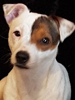 Étalon Jack Russell Terrier - Moonlight des gardiens de feu