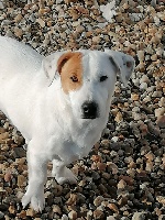 Étalon Jack Russell Terrier - Olaf (Sans Affixe)