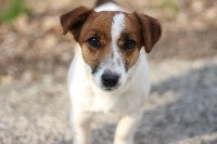 Étalon Jack Russell Terrier - Lipton dite lulu (Sans Affixe)