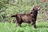 Étalon Labrador Retriever - Far-west du Fond de la Noye