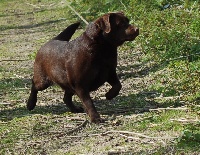 Étalon Labrador Retriever - Bootsy bear z grodu hrabiego malmesbury