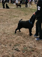 Étalon Labrador Retriever - Obiwan De La Foret Des Boules De Poils
