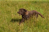 Étalon Labrador Retriever - Sologne Hunters's Ness